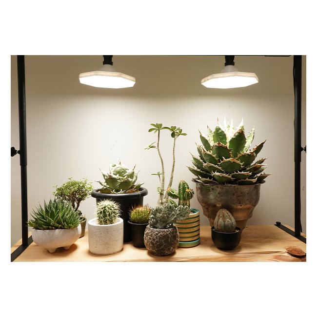 Bulk Manufacturers Top Graded Octagonal LED Light IP54 Wide Irradiations Plant Growing Lamp