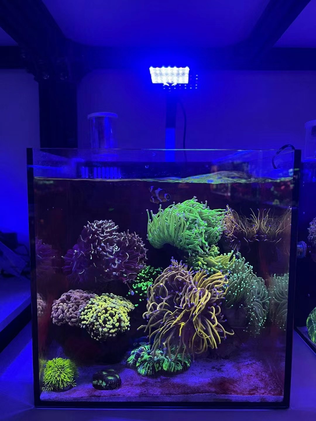 wholesale A.S. Hot selling 30CM nano tank fish tank ultra clear glass tank Aquarium scaping aquarium accessories