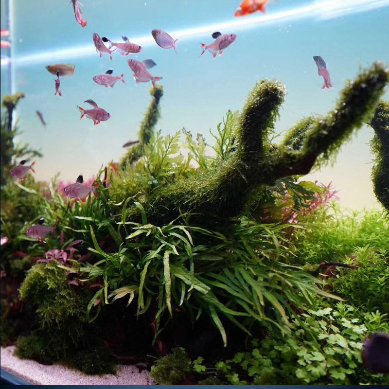 Long Service Life Optical Grade PMMA Led Aquarium Background Light Fish Tank Lighting
