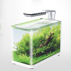Transparent