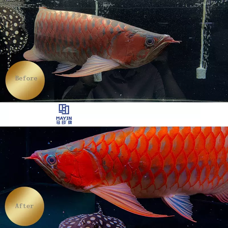 52/72/92/112/142cm Mayin Brand Red Arowana Brightening Lamp Magic Light Dragon Fish Tank LED Aquarium Light IP68 Waterproof