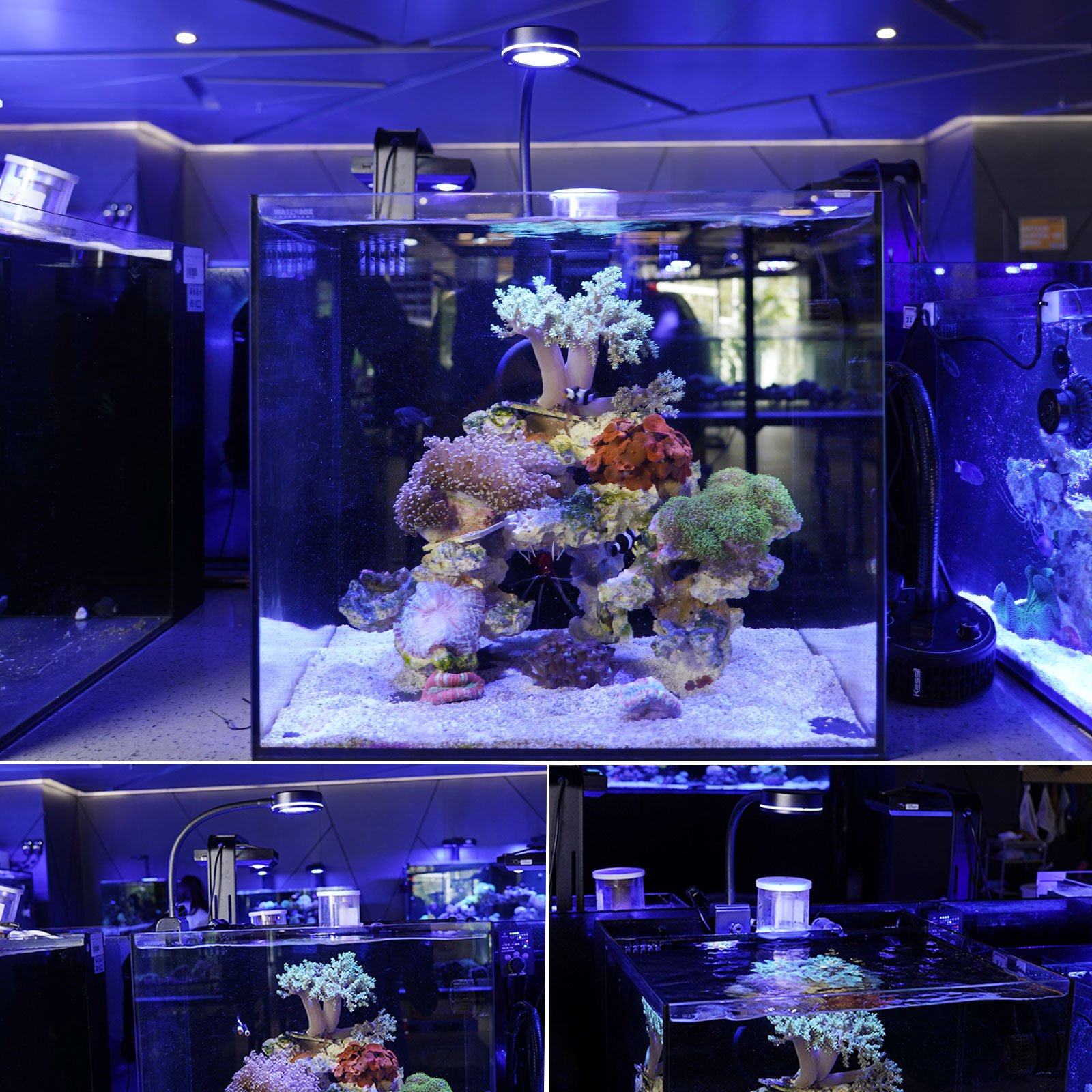 Gako Mini Saltwater Light ,Version Algae Tank Version Aquarium LED Marine Lighting For Croal Reef Fish Tank