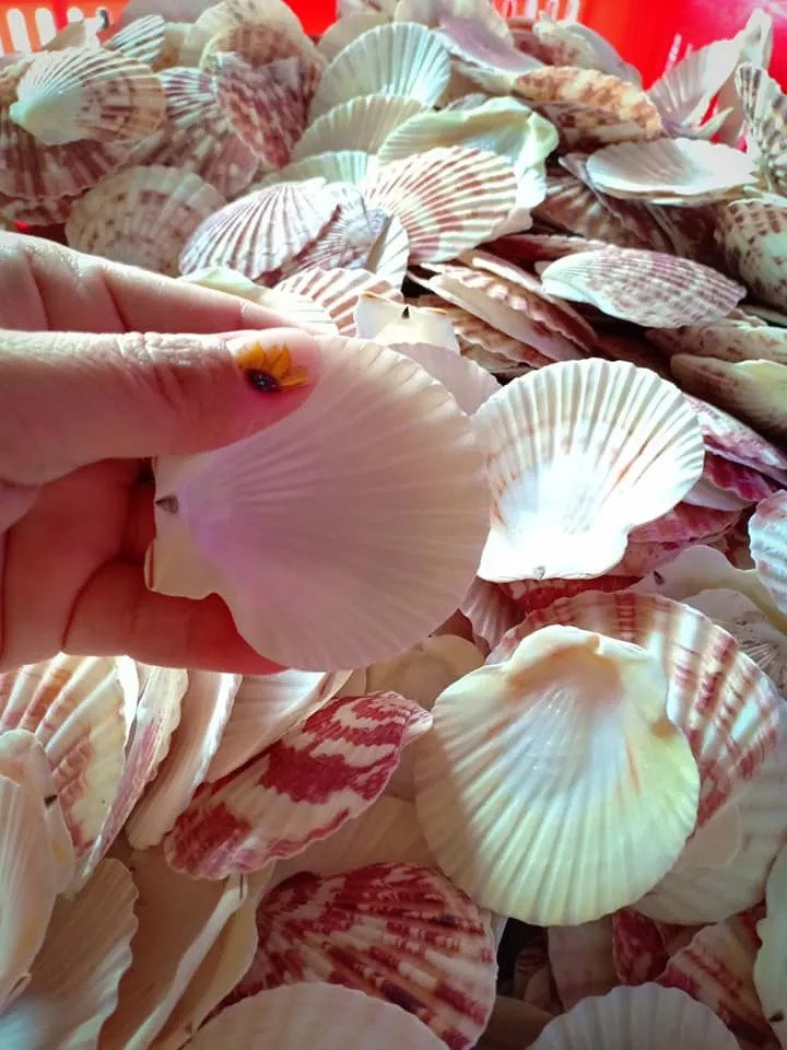 High Quality Scallops Shell Aquarium Decor Most Competitive Price Cleaned Fish Species Farm Accessory