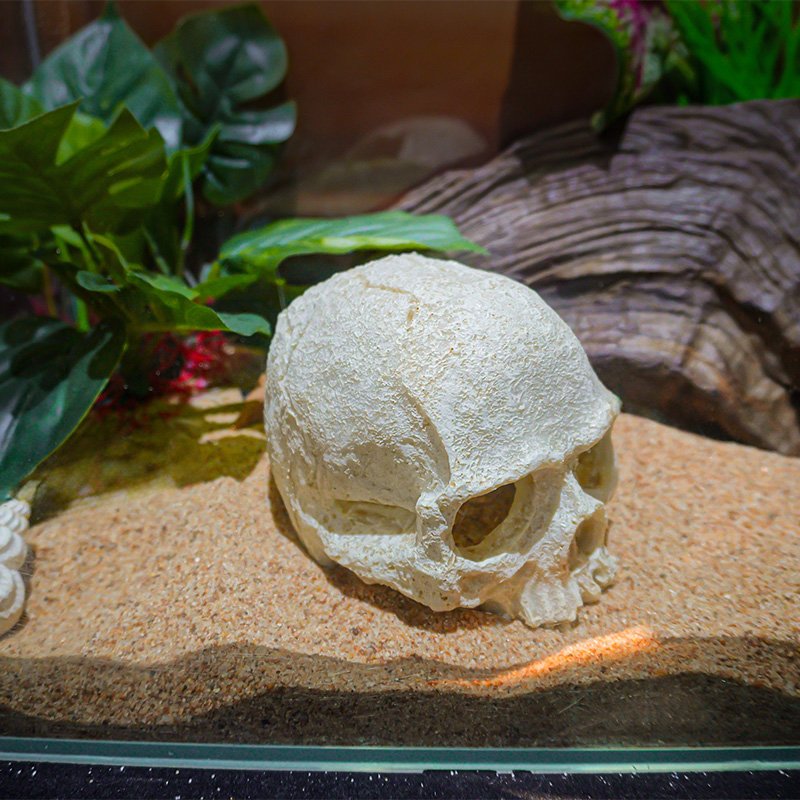 High Quality Resin Skull Reptile House Pet Escape House Hollow Landscape Decoration Aquarium Fish Tank Decoration