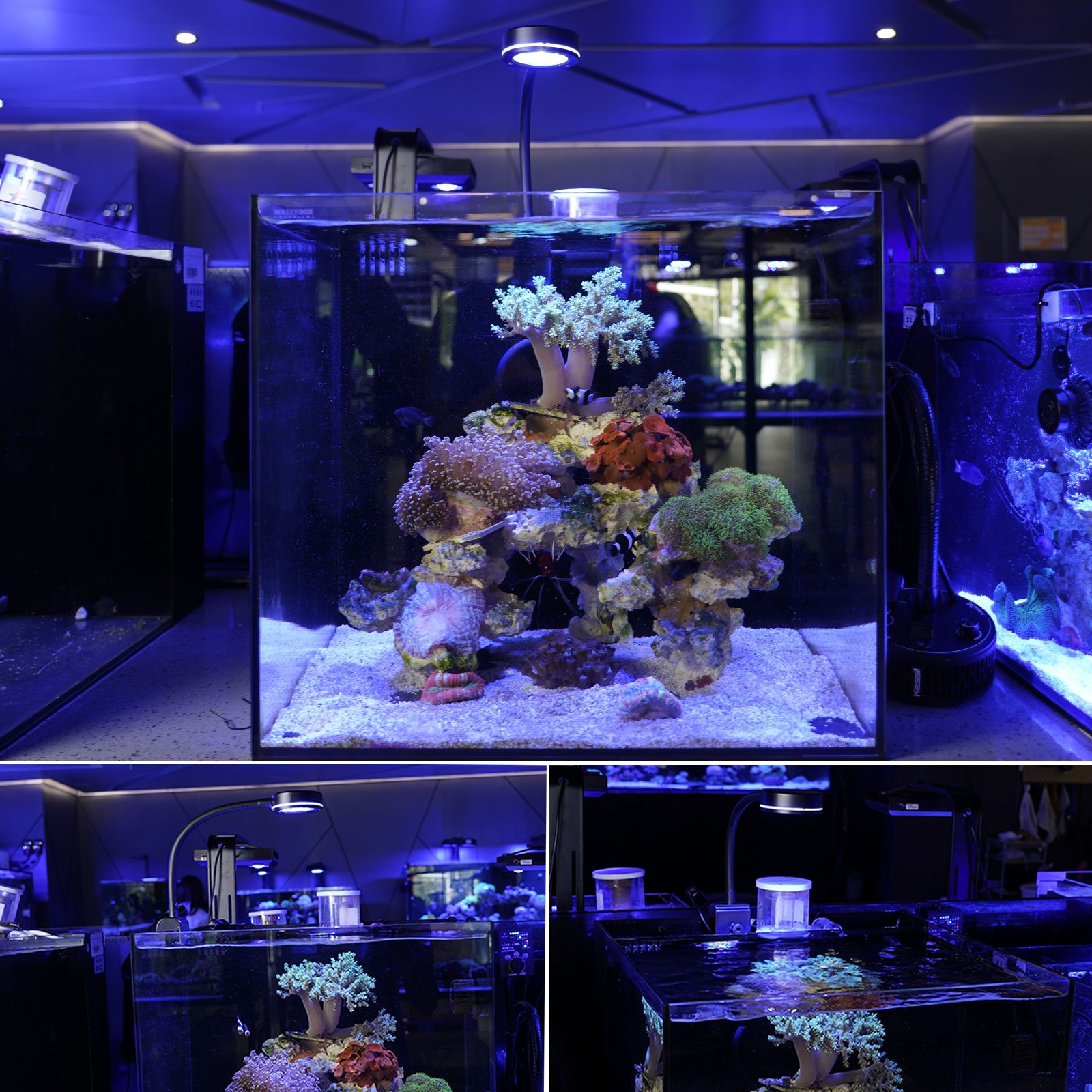 Gako Q2 Aqua sanrise Full Spectrum coral grow white blue aquarium light for min fish tank