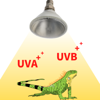 1 UVB+UVA Reptile Lamps PAR light 35/50/70W 5500K Metal Halide Health Care Lamp