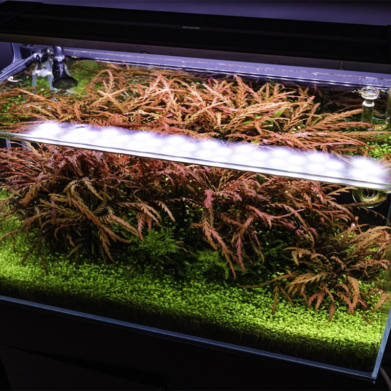 Top Quality Promotional Custom Aquarium Full Spectrum Led Grow Fish Tank Light