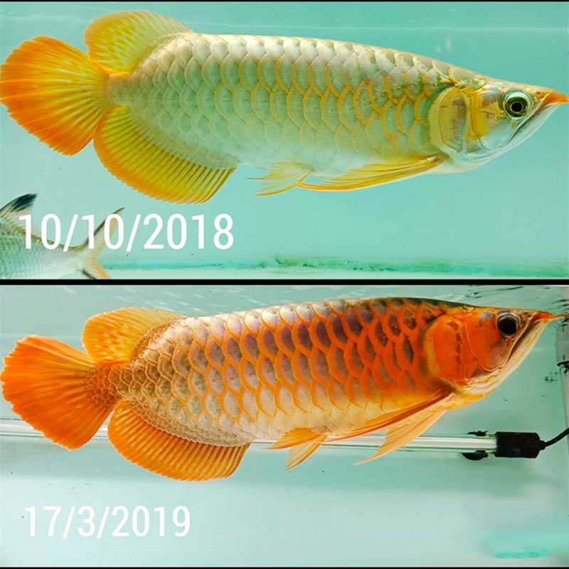 Mayin Brand Arowana Hair Color Lamp 13000K Fish Tank Dragon Fish Brightening LED Aquarium Light