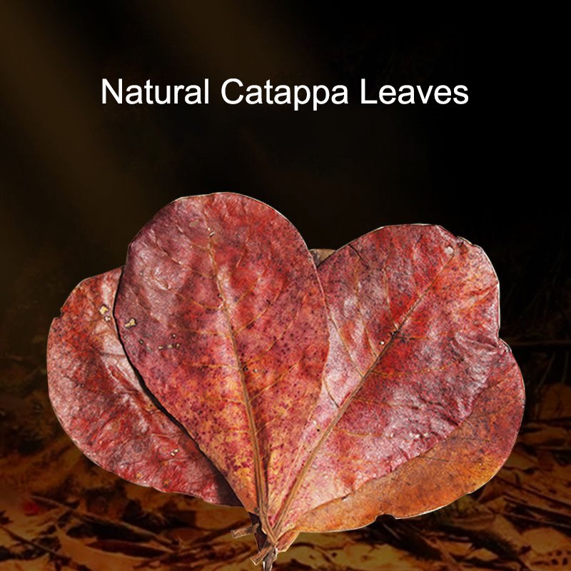 Premium Catappa Leaves Aquarium Decorations Betta Fish Shrimp Habitat Habitat Aquarium Fish Tank Lower PH Kill Bacteria
