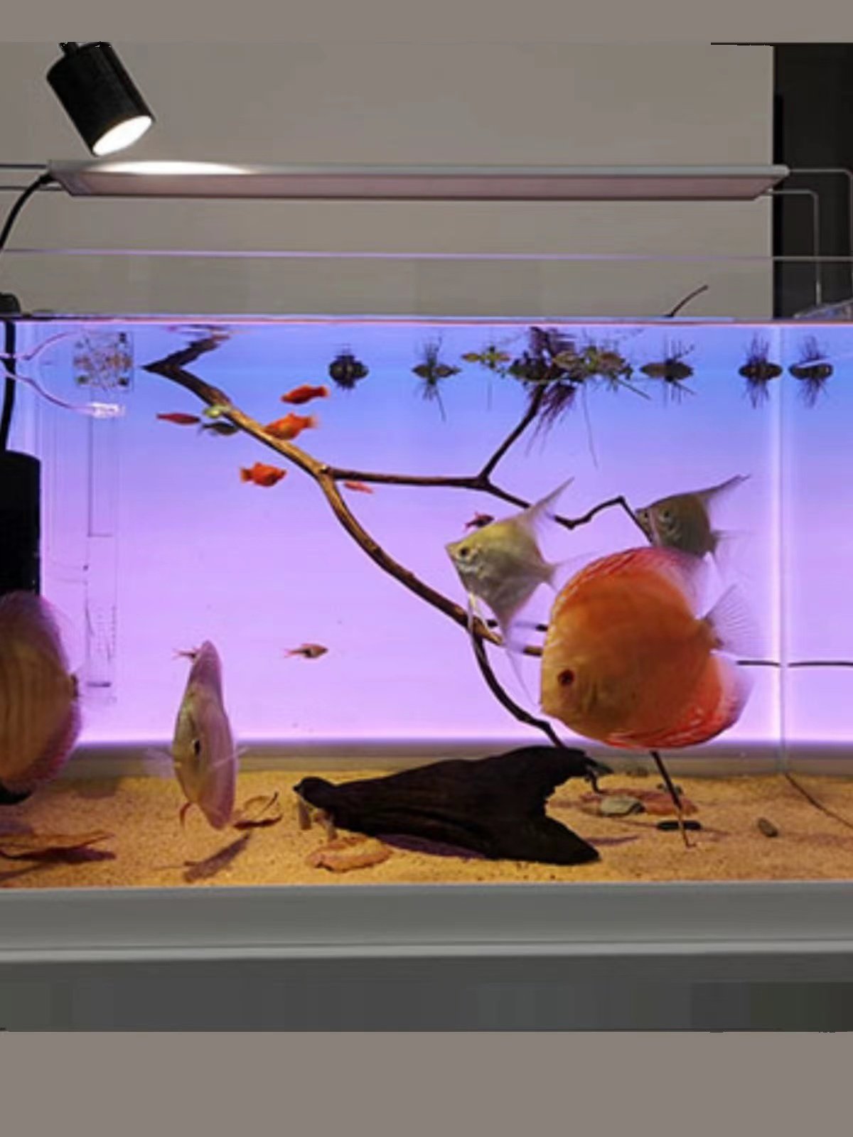 Home decoration fish aquarium light 450*300mm RGB7 easy to control with mobile phone APP