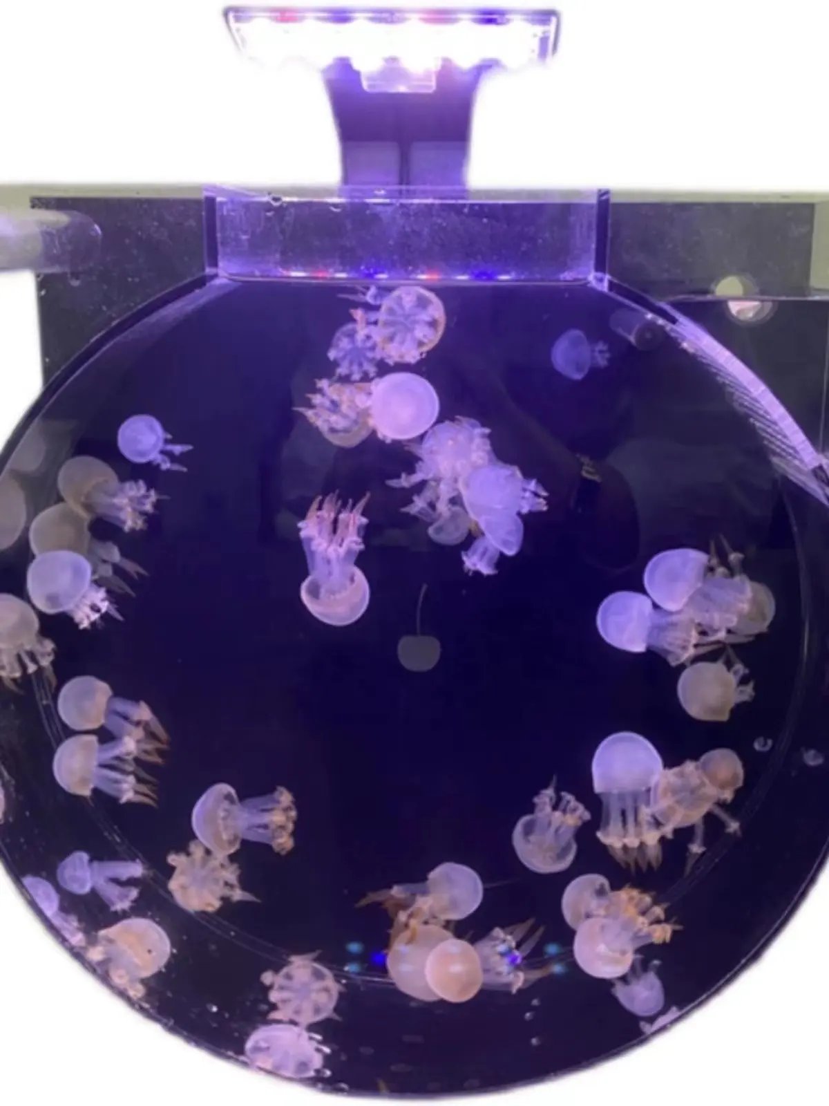 O12 Jellyfish Tank with Color Changing Light Gift for Home Decoration for Room Mood Light for Relax