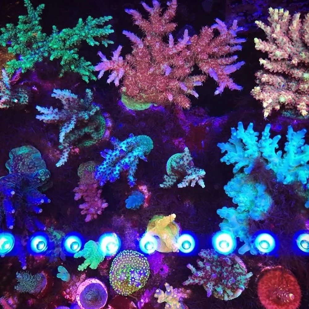 Top Quality Zetlight Led Light Coral Grow Marine Reef Tank Wrgb Led Aquarium Light Hanging Aquarium Light Supplier From China