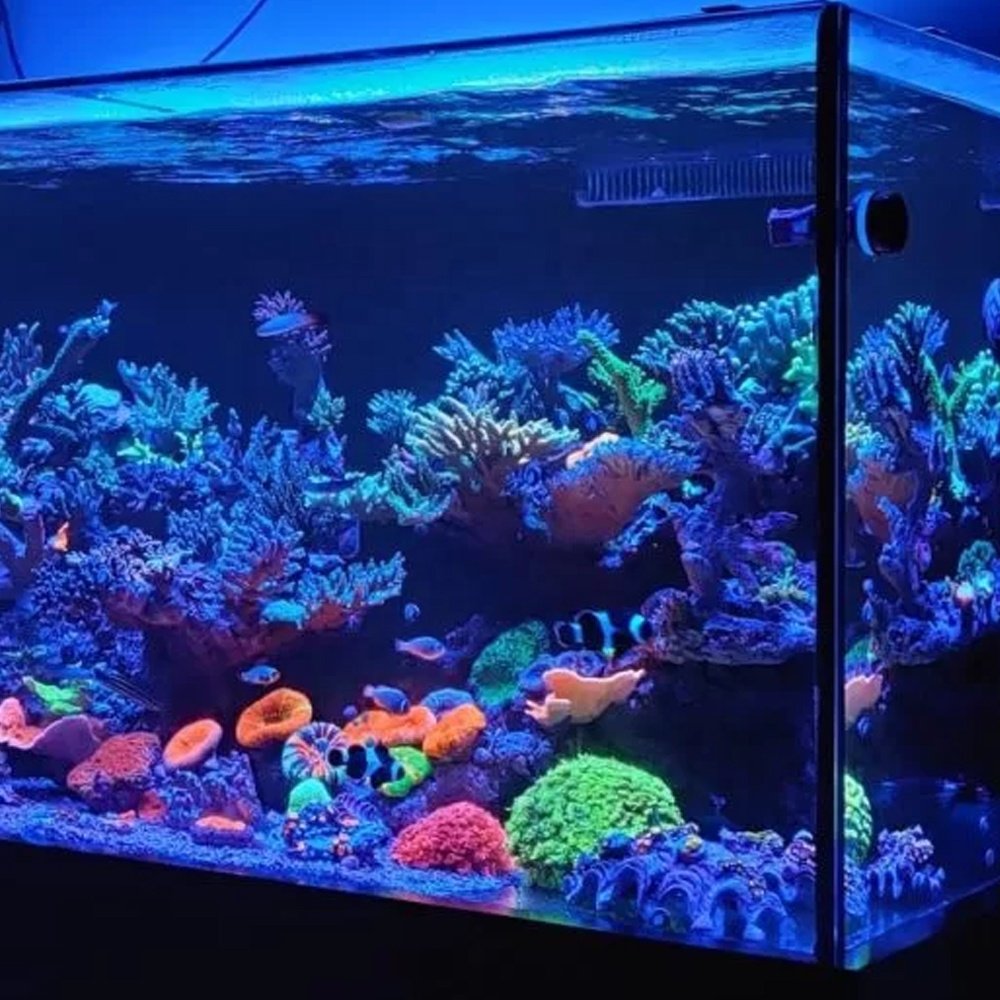 Top Quality Zetlight Led Light Coral Grow Marine Reef Tank Wrgb Led Aquarium Light Hanging Aquarium Light Supplier From China