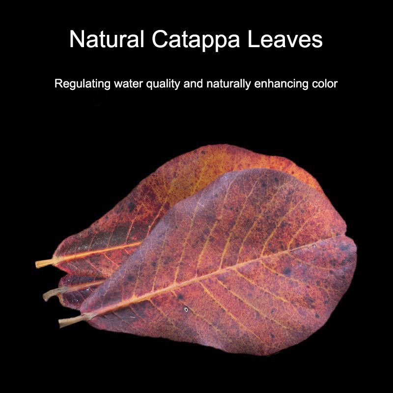 Wholesale Catappa Leaves Almond Leaves Aquarium Fish Tank Lower PH Kill Bacteria Betta Fish Food