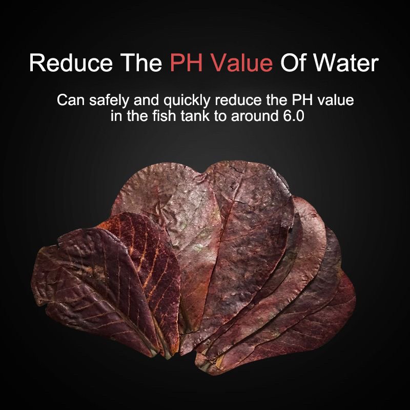 Wholesale Catappa Leaves Almond Leaves Aquarium Fish Tank Lower PH Kill Bacteria Betta Fish Food