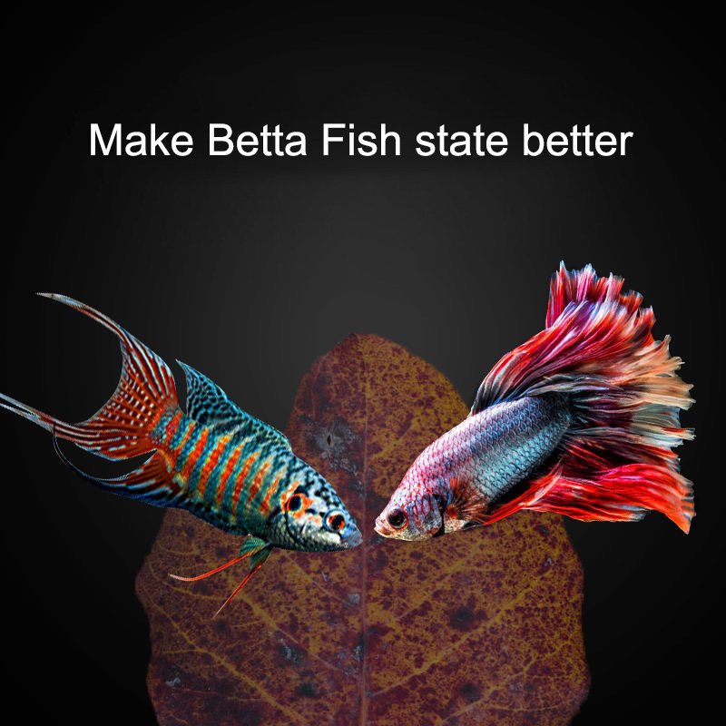 Wholesale Catappa Leaves Almond Leaves Aquarium Fish Tank Lower PH Kill Bacteria Betta Fish Food