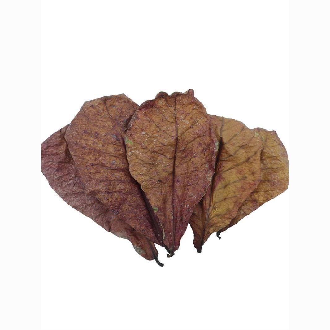 Wholesale Catappa Leaves Almond Leaves Aquarium Fish Tank Lower PH Kill Bacteria Betta Fish Food