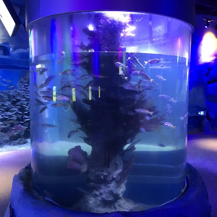 2020 New products most popular Cylindrical large acrylic aquarium