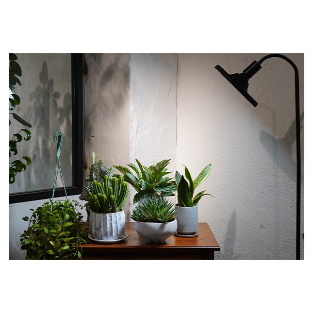 Perfect Class Good Graded ROKI 50W IP54 Wide Irradiations Light Octagonal Led Grow Lamp Indoor
