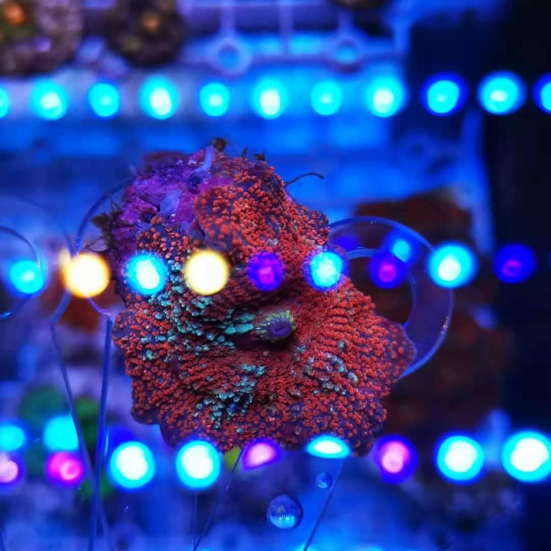 New Aquarium Light IP65 Waterproof Marine Led Aquarium Lighting Reef Led Light Bars 5w dual core wifi knob dimming