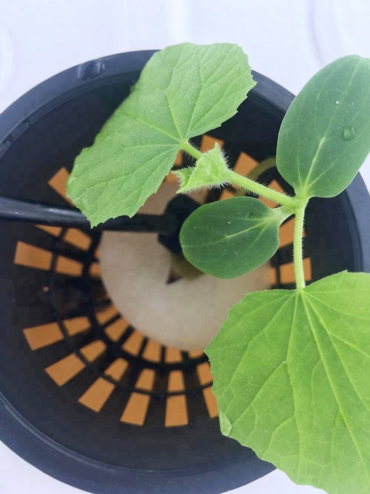 Complete Hydroponic Dutch Bucket Planting System for growing vegetable in greenhouse