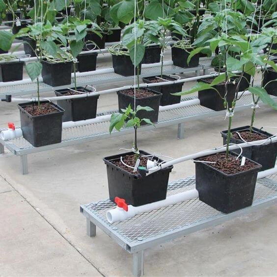 New Home & Restaurant Use Hydroponic Greenhouse Dutch Bucket Sustainable Plastic Pump Core Tomato Growing Manufacturing Plants