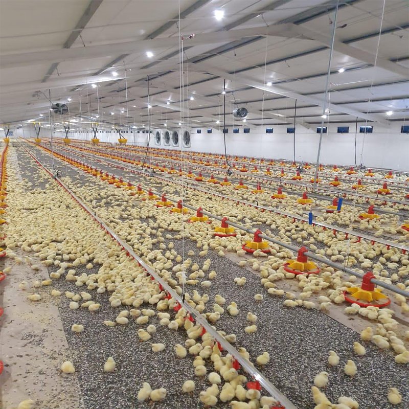 Low cost prefab poultry farms projects for broilers