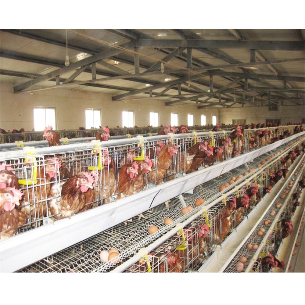Poultry Farm Project