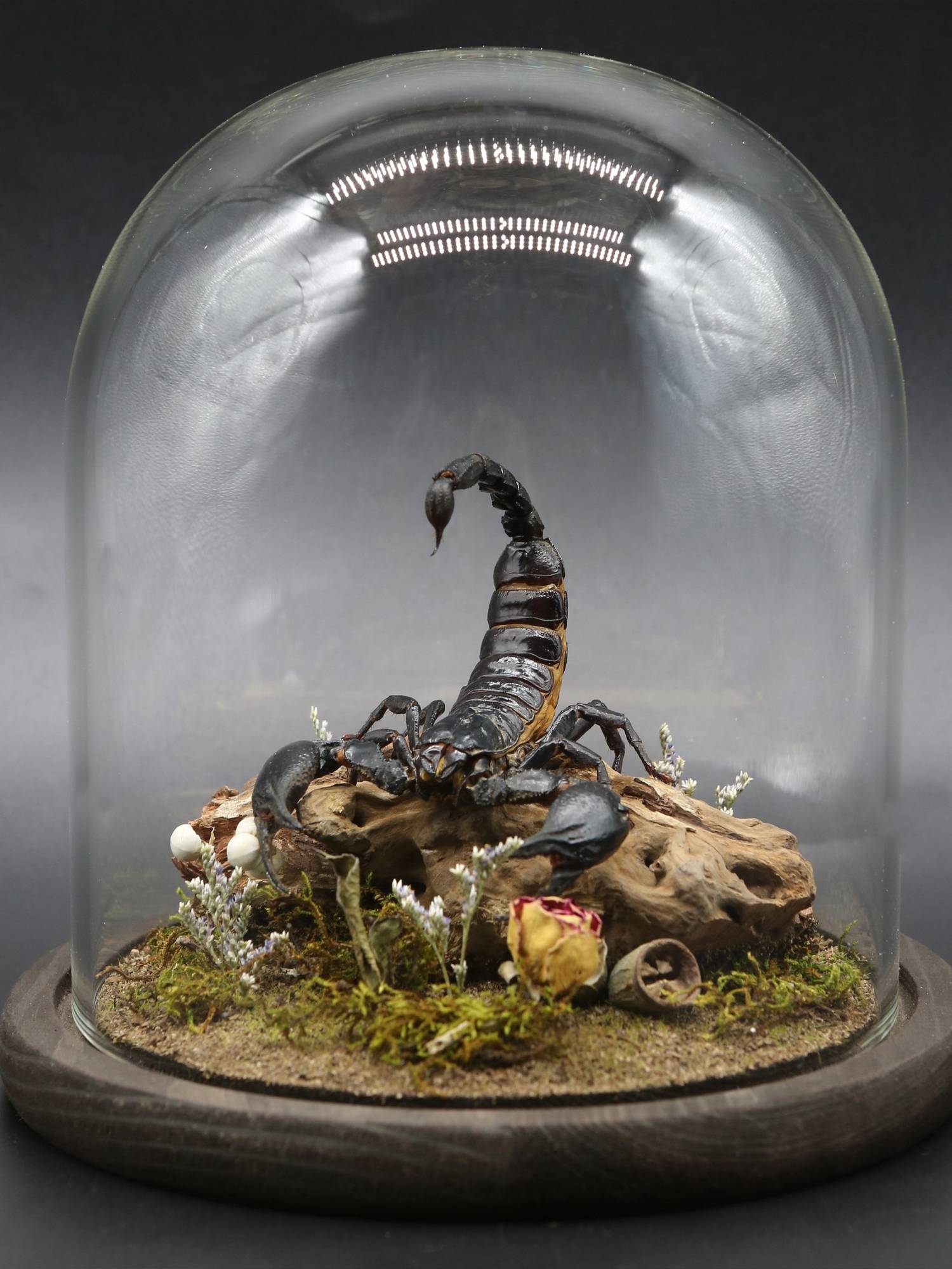 Specimen Rain Forest Scorpion Ecological Micro Landscape