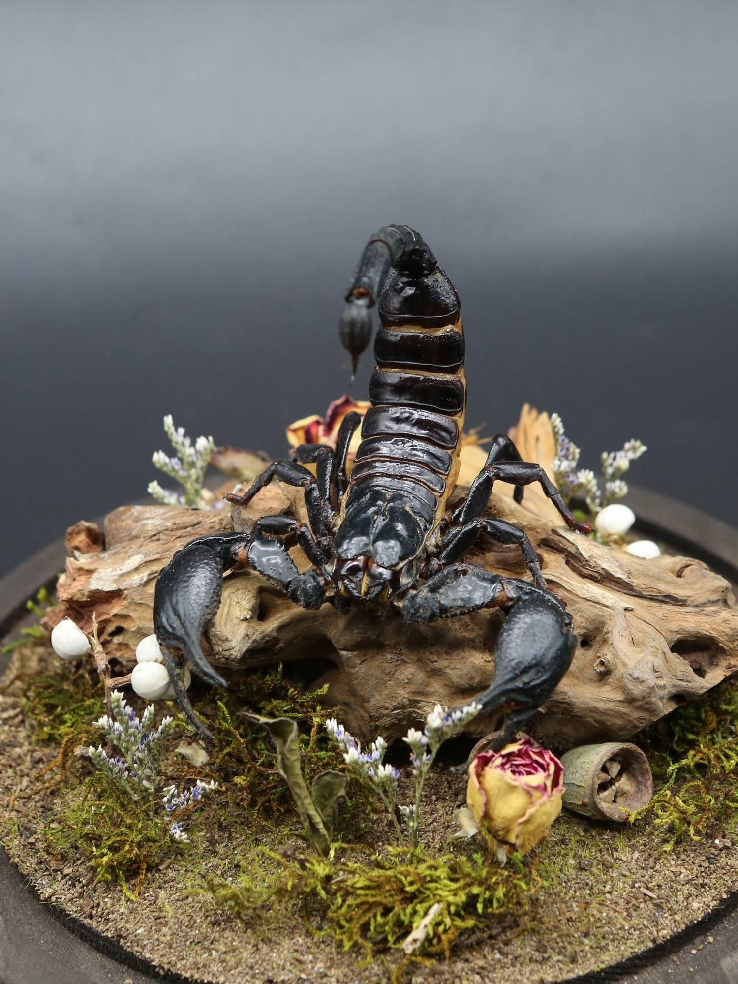 Specimen Rain Forest Scorpion Ecological Micro Landscape