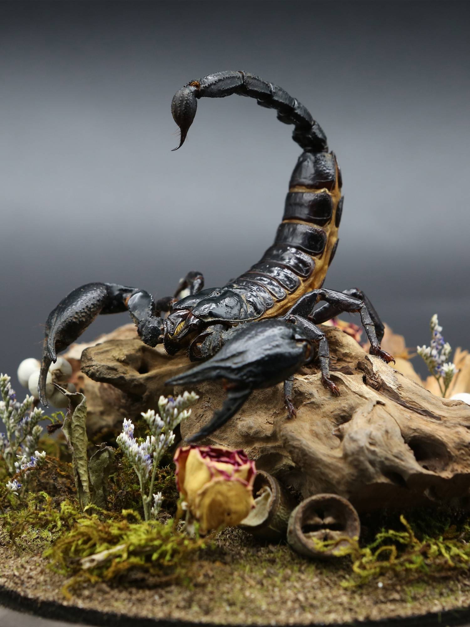 Specimen Rain Forest Scorpion Ecological Micro Landscape