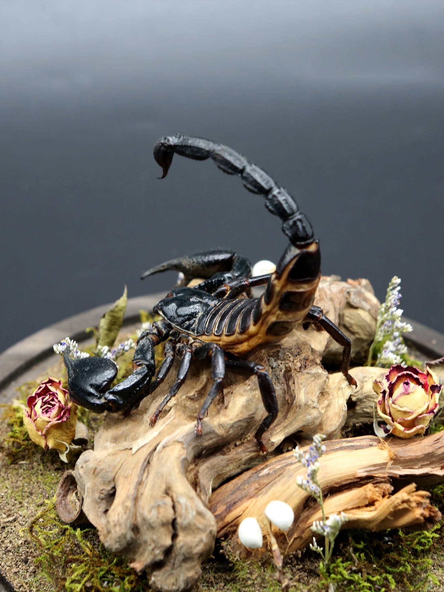 Specimen Rain Forest Scorpion Ecological Micro Landscape