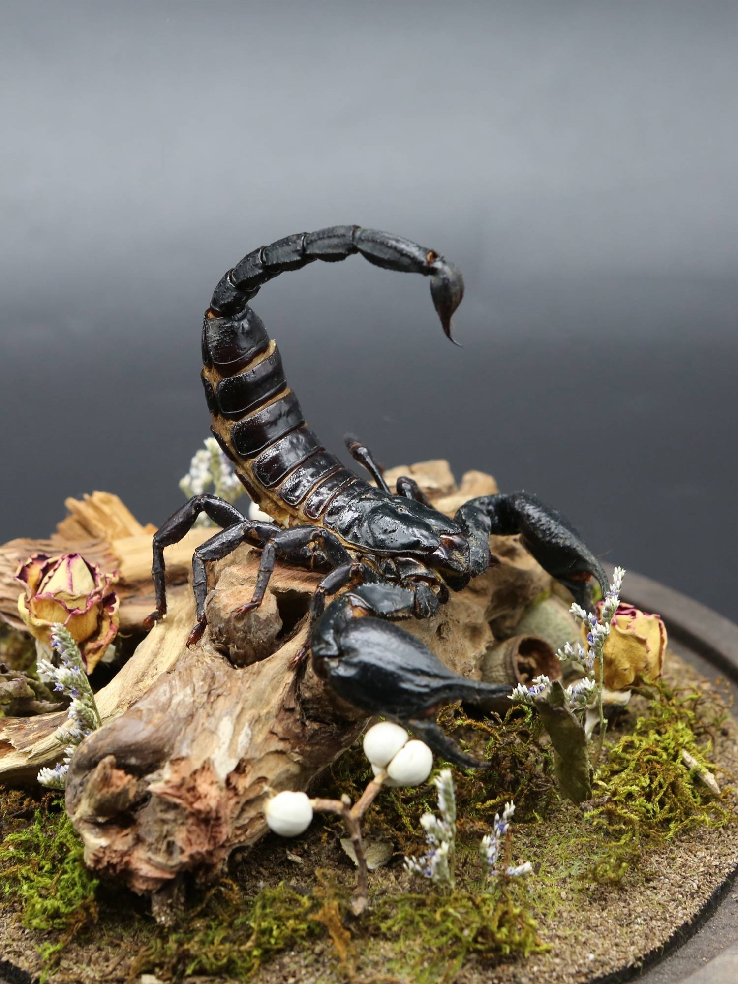 Specimen Rain Forest Scorpion Ecological Micro Landscape