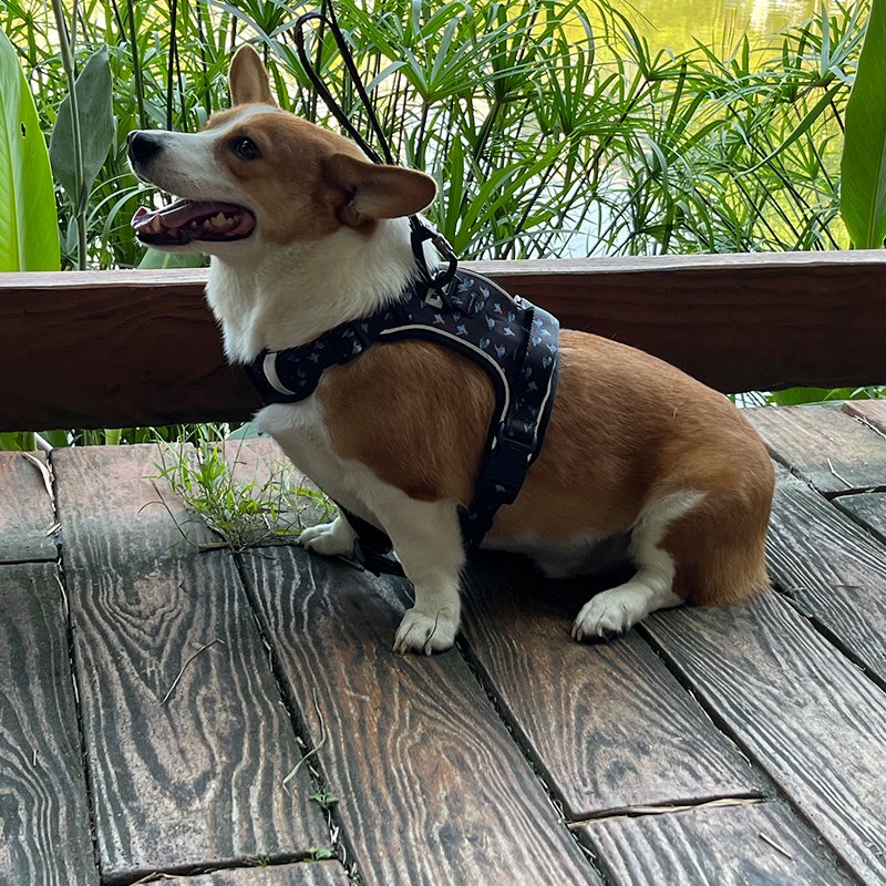 No Pull Pet Harness Lead Reversible Custom Dog Harness Set Pet Poop bag holder Design Adjustable hemp dog leash other pet collar
