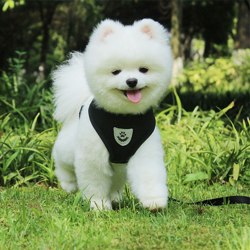 Qbellpet pet accessories Wholesale Pet Training Harness Breathable Dog Harness Vest with Leash