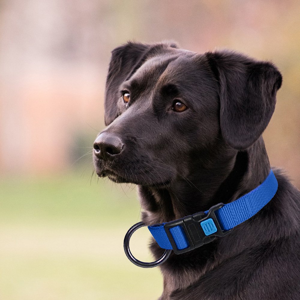 Pet Collars Pet Supplies Durable Accessories Walking Safety Custom Adjustable Pet Cat Dog Collar