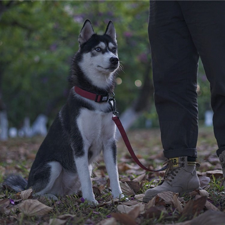 Customized Manufacturer Wholesale Outdoor Oxford Fabric Durable And Comfortable Adjustable Multi Color Dog collar And leash