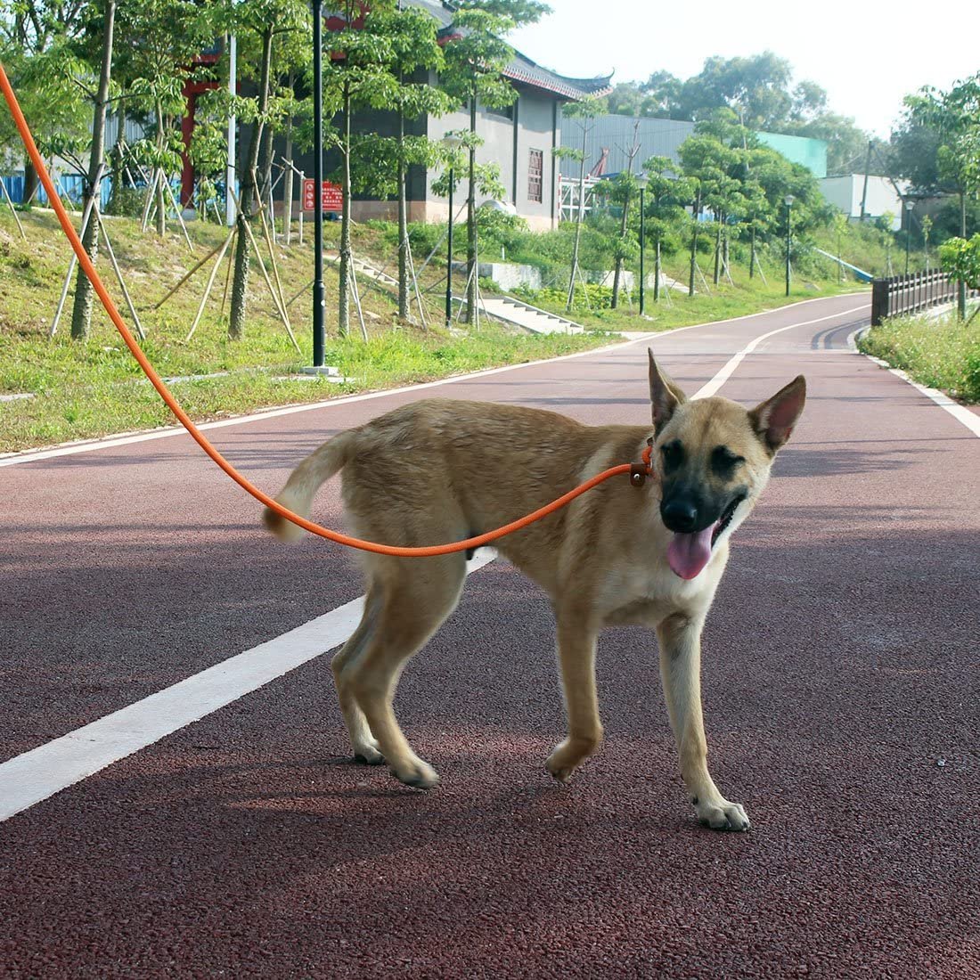 Durable Nylon Slip Lead Dog Leash Heavy Duty Dog Loop Leash reflective explosion-proof dog traction P rope Training with Comfort