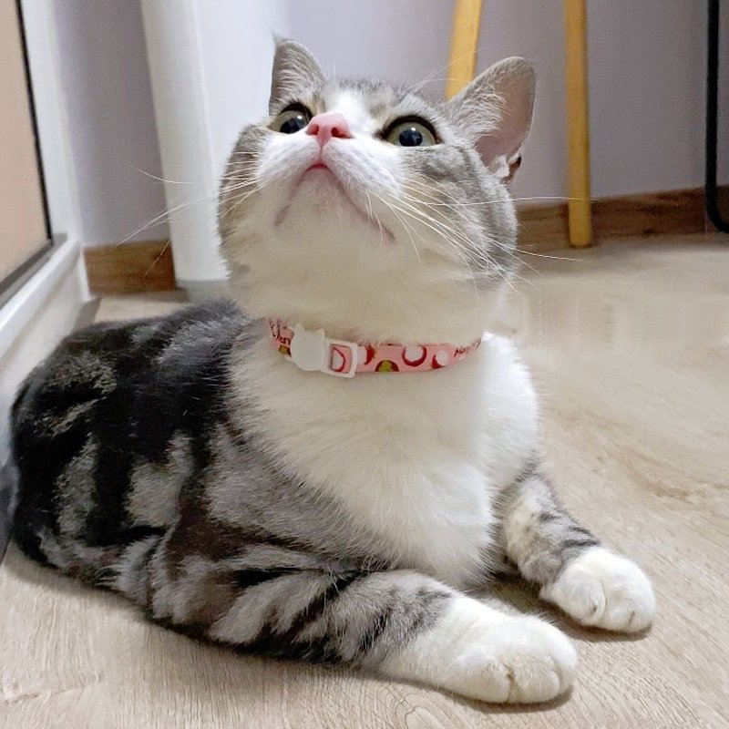 New Fruit Printing Cat Collars With Bells Convenient Breakaway Pet Dog Necklace Cats Accessories Pet Product Hot