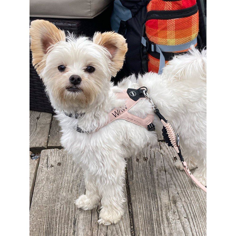 [PATION] Dog Harness ERGO-VEST Recommended for Dogs Refuse to Leash Comfortable Fit chest strap strings nice design strap