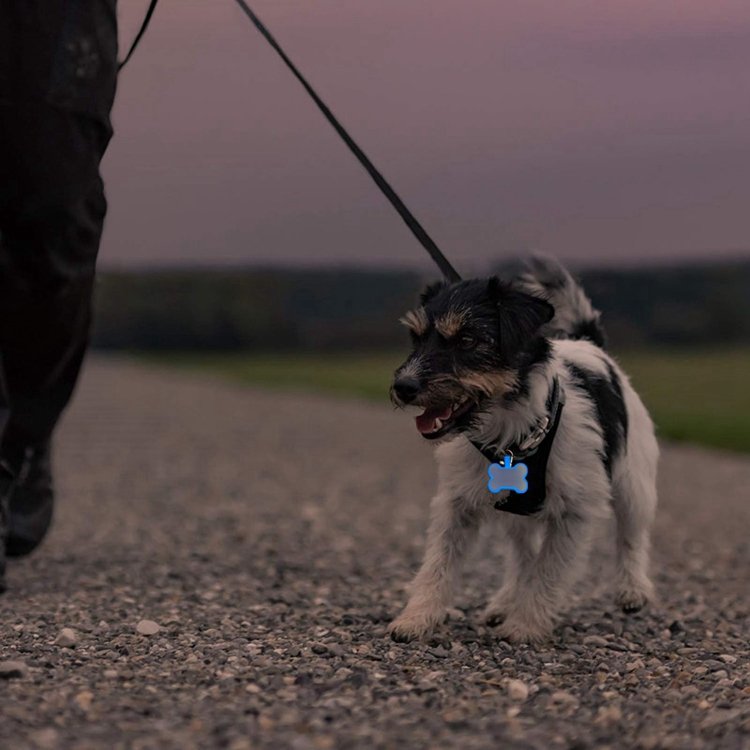 Pet ID Tag Personalized Anti-lost Dog & Cat Tag Colorful Decoration Dog Collars Leashes Glow In The Dark Silicone Custom 1pcs