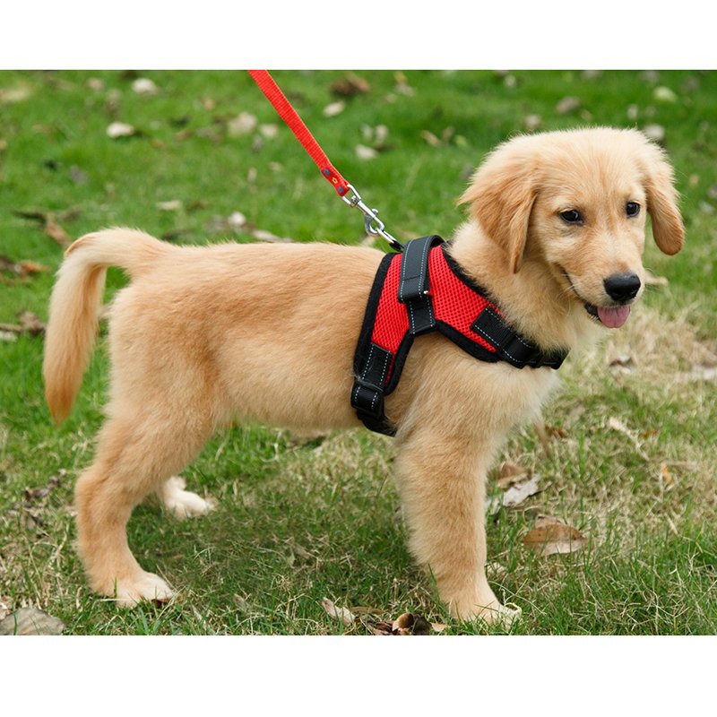 Custom Large Pet Harness Sets XL Dog Vest in Cool Black with Neoprene Mesh Polyester Material Personalized Collar Leash
