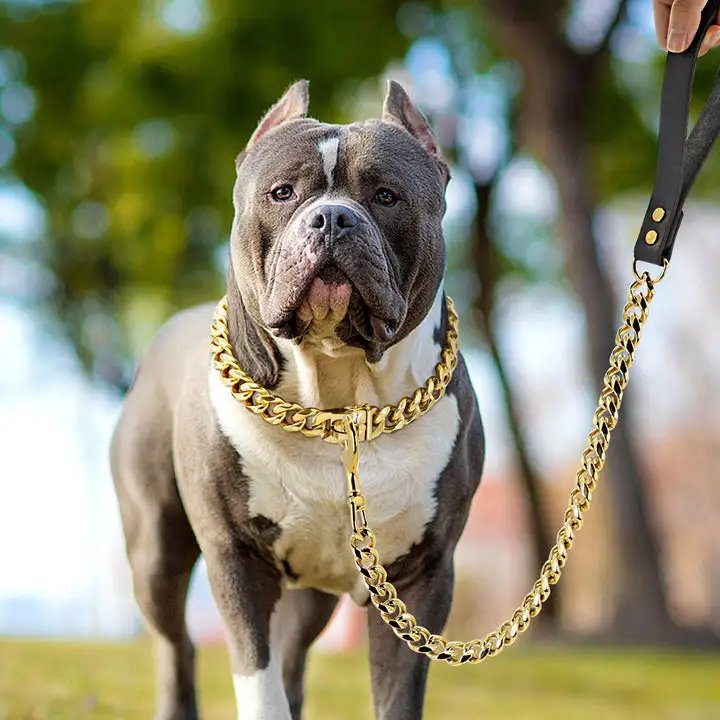 18K Gold Dog Plated Chain Collar Cuban Dog Necklace Fashion Pet Collar for Pit Bulldog Light Metal Jewelry Bold Chain