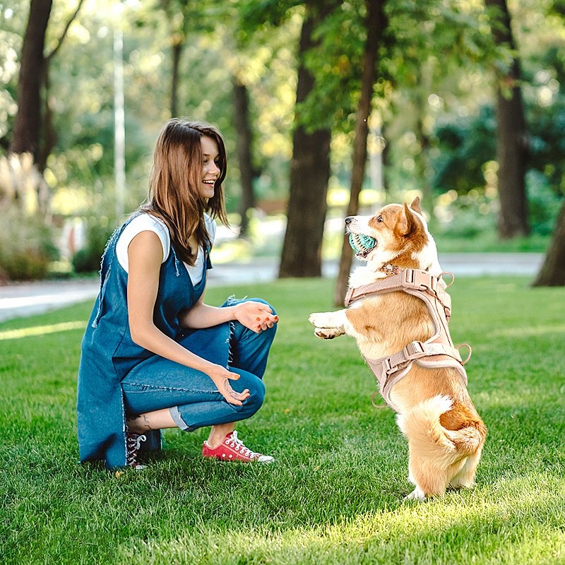 OEM/ODM Pet Suppliers Outdoor Adjustable Soft Dog Collar And Leash Tactical No Pull Silicone Set Leads Waterproof Dog Harness