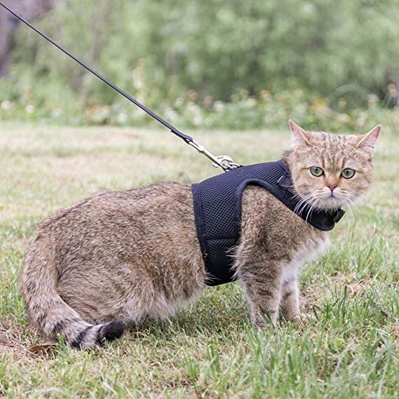 Black Air Mesh collar Cat Harness Adjustable With leash
