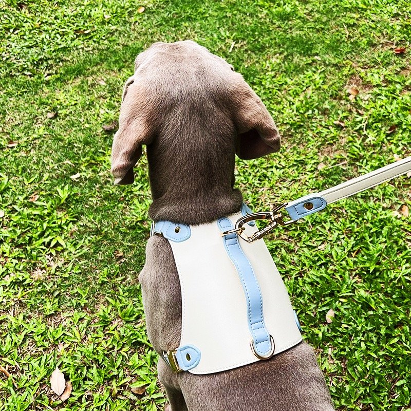 Custom Leather Other Pet Dog Collars and Leashes and Harnesses Set