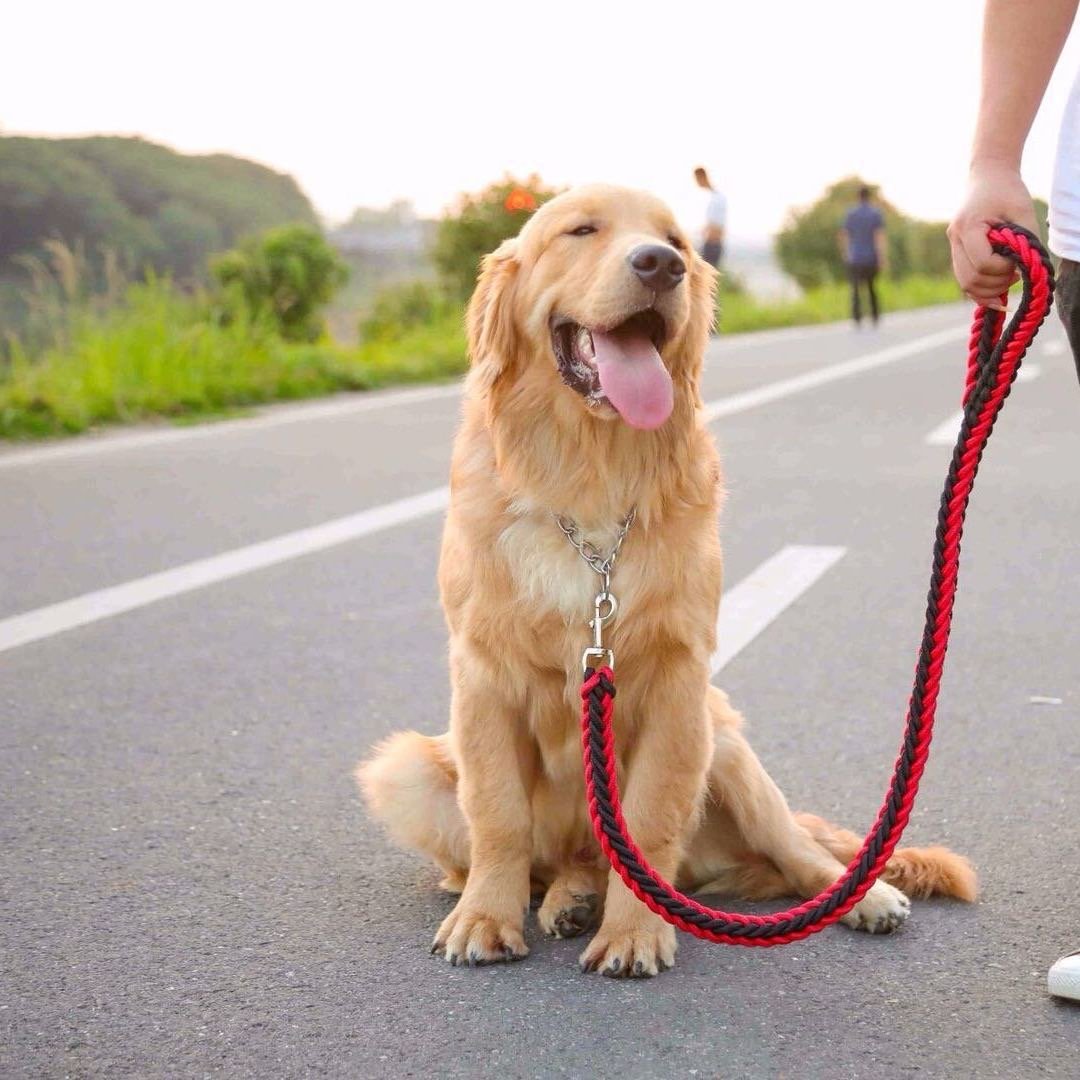 Factory Direct Pet Leash And Collar Pet Leash Nylon Walking Dog Leash