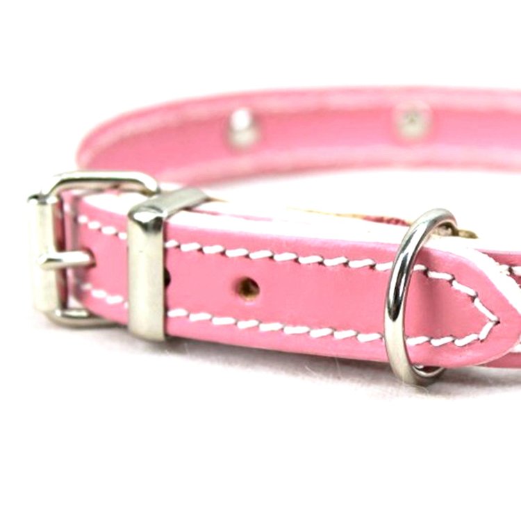 Lovely cute little puppy pet dog collar