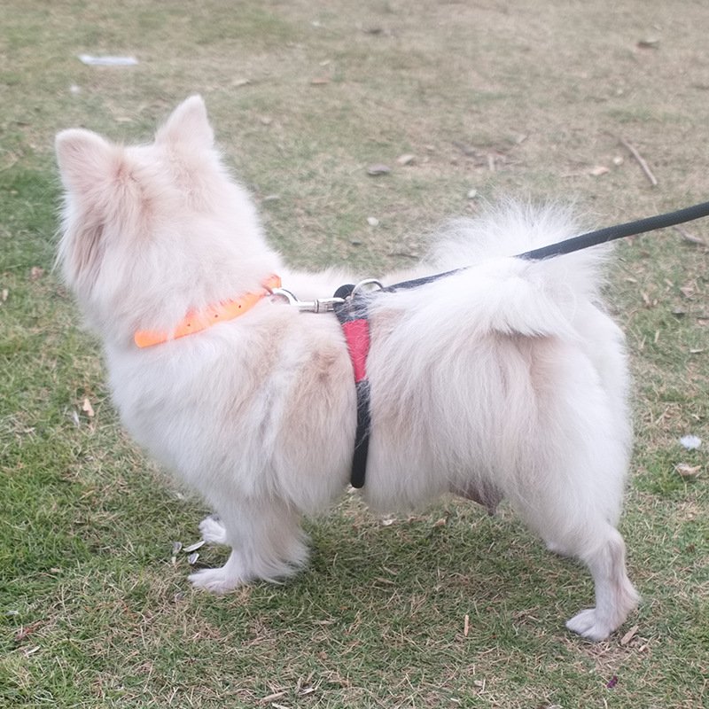 Pet dog collar custom logo PVC material zinc alloy waterproof lightweight comfortable pet products Pet collar