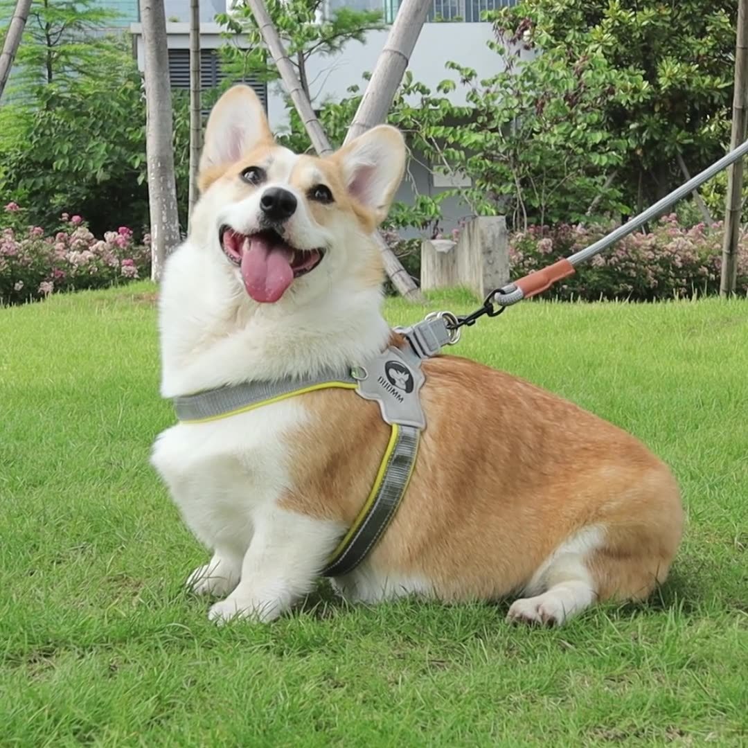 New Dog Breast Strap Saddle Pet Breast Strap Breathable Reflective Dog Strap Pet Leash Rope wholesale